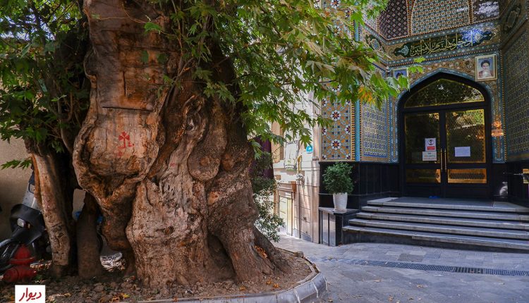درخت کهنسال جماران تهران